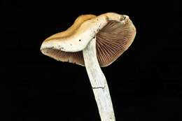 Image of Psilocybe ovoideocystidiata Guzmán & Gaines 2007