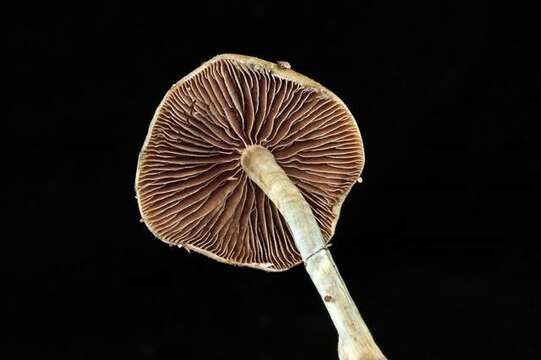 Image of Psilocybe ovoideocystidiata Guzmán & Gaines 2007