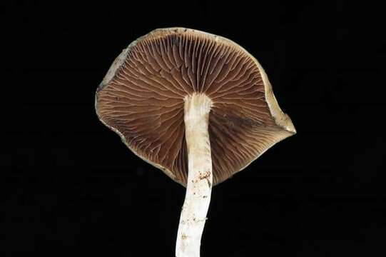 Image of Psilocybe ovoideocystidiata Guzmán & Gaines 2007