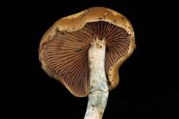 Image of Psilocybe ovoideocystidiata Guzmán & Gaines 2007