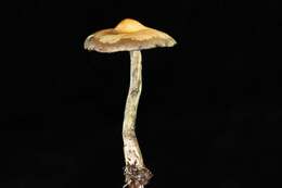 Image of Psilocybe ovoideocystidiata Guzmán & Gaines 2007