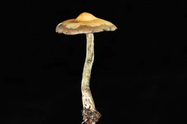 Image of Psilocybe ovoideocystidiata Guzmán & Gaines 2007