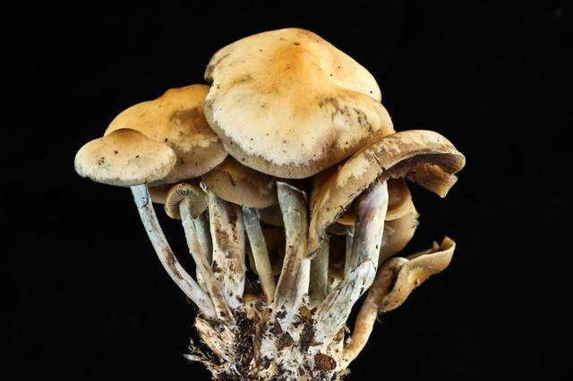 Image of Psilocybe ovoideocystidiata Guzmán & Gaines 2007