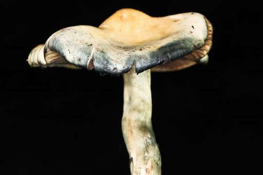 Image of Psilocybe ovoideocystidiata Guzmán & Gaines 2007