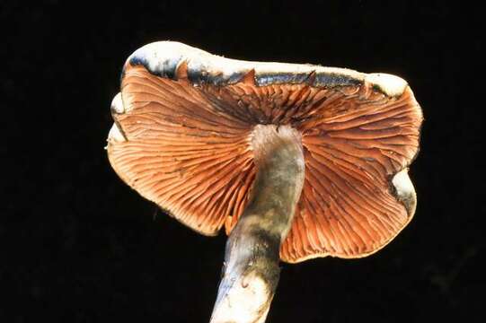 Image of Psilocybe ovoideocystidiata Guzmán & Gaines 2007