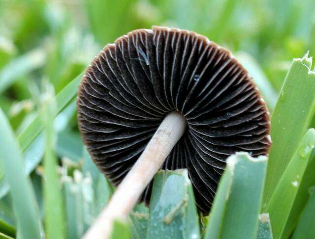 Image of unclassified Agaricales