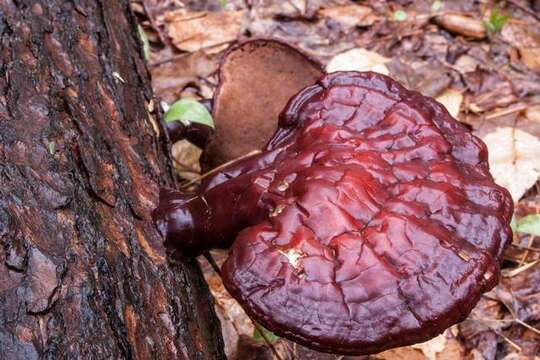 Image of Ganoderma tsugae Murrill 1902