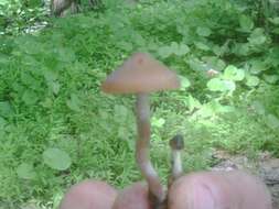 Image of Psilocybe ovoideocystidiata Guzmán & Gaines 2007