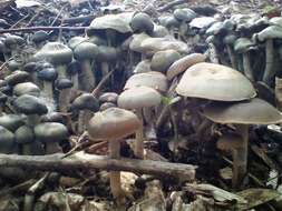 Image of Psilocybe ovoideocystidiata Guzmán & Gaines 2007