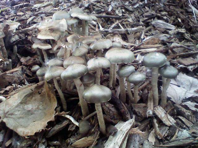 Image of Psilocybe ovoideocystidiata Guzmán & Gaines 2007