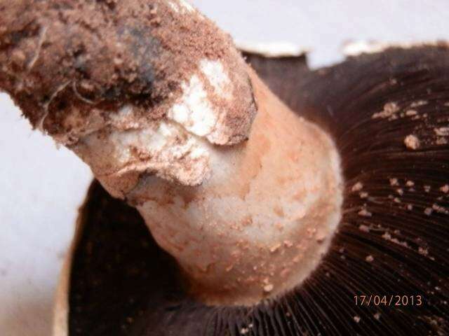 Image of Banded agaric