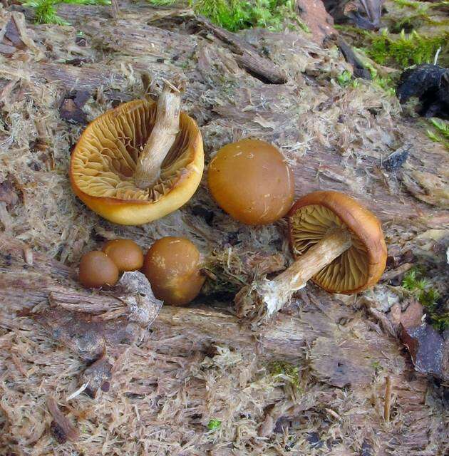 Image of Galerina