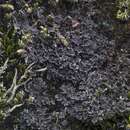 Image of littlelobed lichen