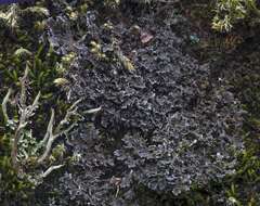 Image of littlelobed lichen