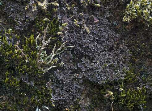 Image of littlelobed lichen