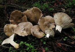 Image of Clitocybe brunneocephala H. E. Bigelow 1982