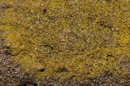 Image of eggyolk lichen