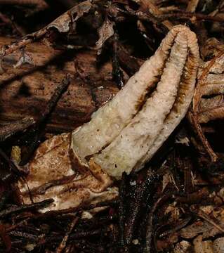 Image of stinkhorns