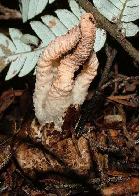 Image of stinkhorns