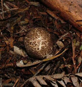 Image of stinkhorns