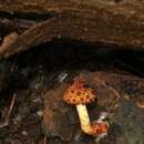 Austroboletus rarus (Corner) E. Horak 1980 resmi