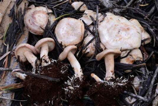 Image of Clitocybe albirhiza H. E. Bigelow & A. H. Sm. 1963