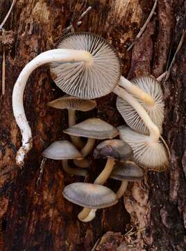 Image of Mycena overholtsii A. H. Sm. & Solheim 1953