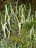 Image of Mealy Pixie-cup Lichen