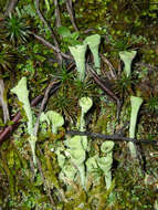 Image of Mealy Pixie-cup Lichen