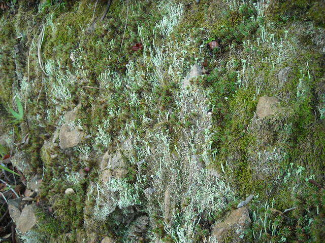 Image of Mealy Pixie-cup Lichen