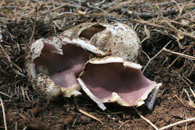 Image of cup fungi