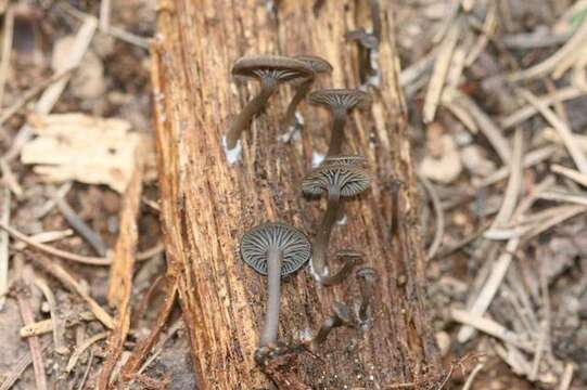 Слика од Arrhenia epichysium (Pers.) Redhead, Lutzoni, Moncalvo & Vilgalys 2002