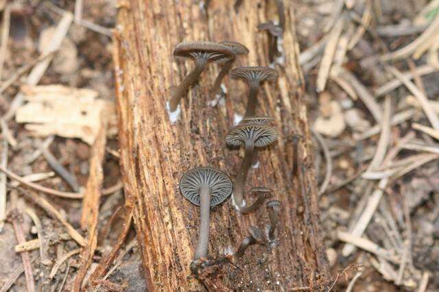 Image de Arrhenia epichysium (Pers.) Redhead, Lutzoni, Moncalvo & Vilgalys 2002