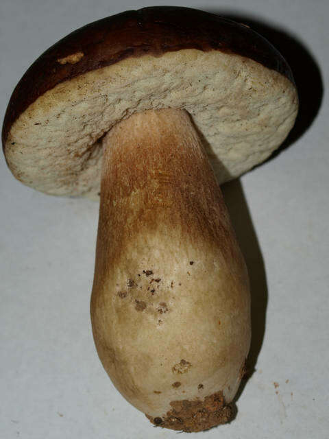 Boletus regineus D. Arora & Simonini 2008 resmi