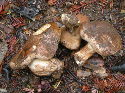 Image of Tylopilus humilis Thiers 1967