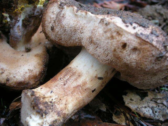 Image of Tylopilus humilis Thiers 1967