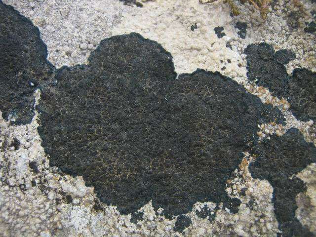 Image of Blackthread lichen