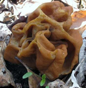 Image of Gyromitra korfii (Raitv.) Harmaja 1973