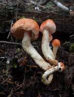 Image of Pholiota