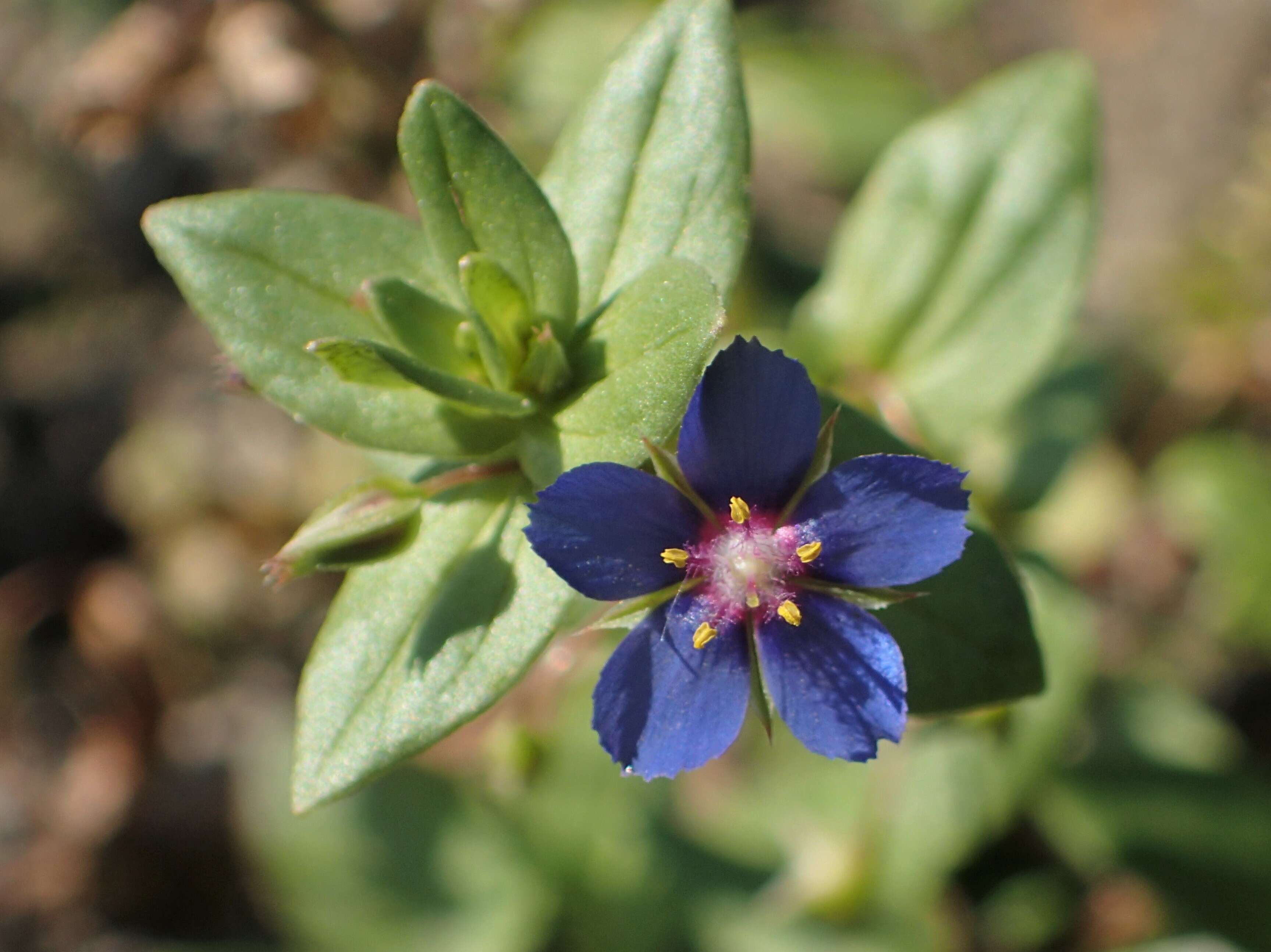 Imagem de Lysimachia foemina (Mill.) U. Manns & Anderb.