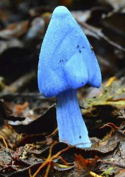 Image de Entoloma hochstetteri (Reichardt) G. Stev. 1962