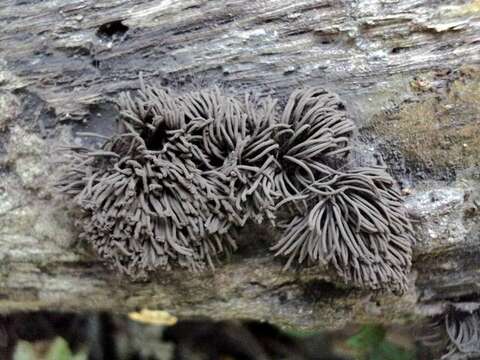 Image of Stemonitis Gleditsch 1753