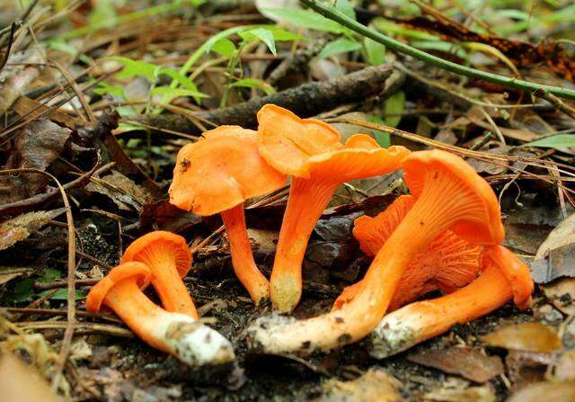 Cantharellus cinnabarinus (Schwein.) Schwein. 1832 resmi