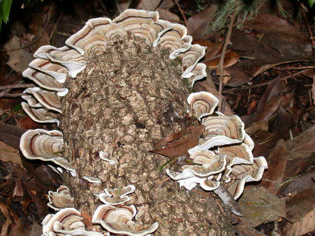 Image of Trametes