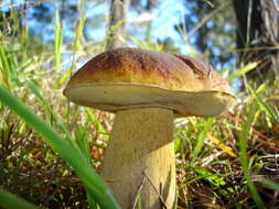 Image of Boletus