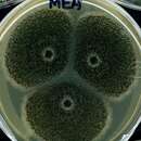 Image de Aspergillus carbonarius (Bainier) Thom 1916