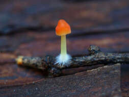 Image of Mycena acicula (Schaeff.) P. Kumm. 1871