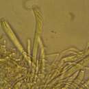 Cudoniella tenuispora (Cooke & Massee) Dennis 1974 resmi