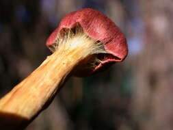 Image of Cortinarius smithii Ammirati, Niskanen & Liimat. 2013