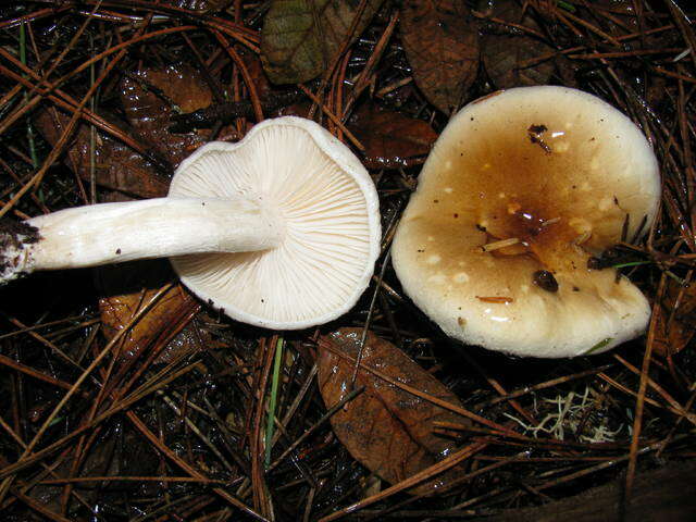 Hygrophorus bakerensis A. H. Sm. & Hesler 1942 resmi